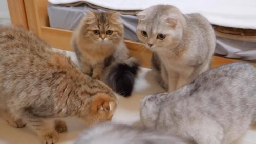 顔を上げている2匹の猫