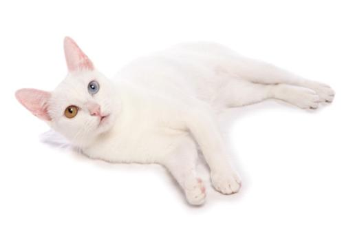横になる白い毛のオッドアイの猫