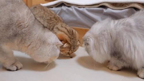 虫を嗅ぐ茶色の短毛猫
