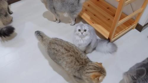 こちらを見つめる白っぽい毛色の猫