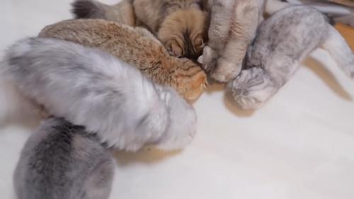 1つの場所に集まる6匹の猫