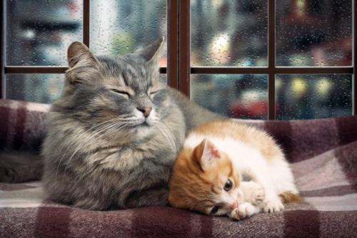 雨の日の窓際でくつろぐ猫たち