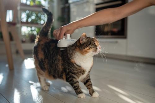 マッサージを受ける猫