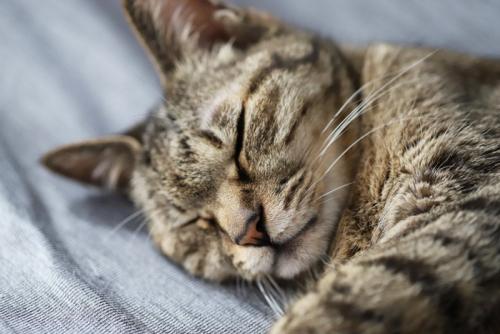 眠りこけるキジトラ猫