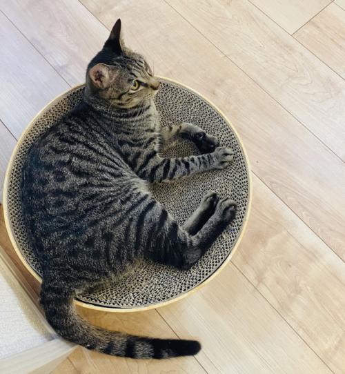 爪とぎボウルで寛ぐキジトラ猫