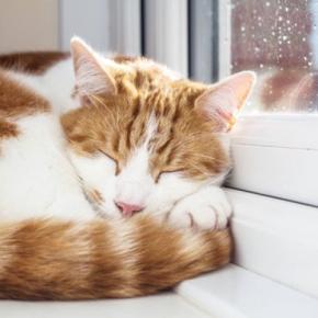 『雨の日の猫はよく寝る』は本当?そう言われる3つの理由 迷信じゃないかも?