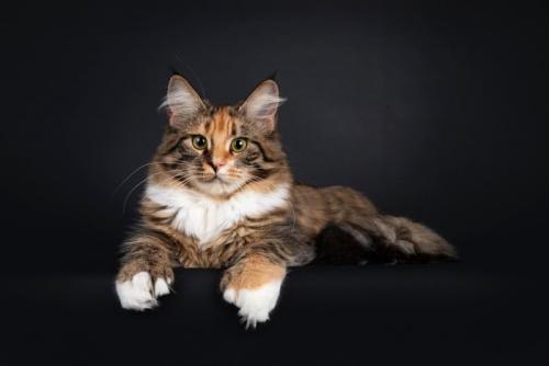多指症の猫2
