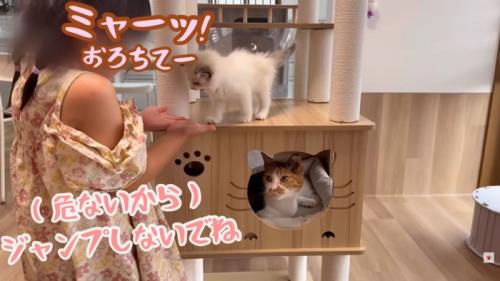 テロップ「ミャーッ！」