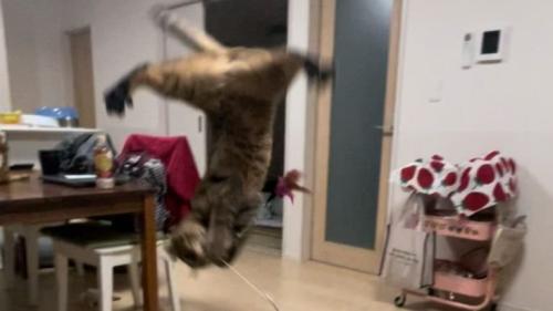 空中にいる猫