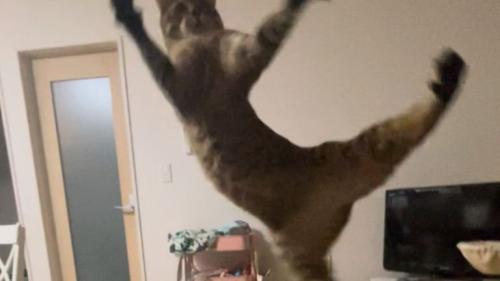 空中にいる猫