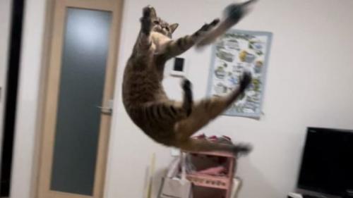 空中にいる猫