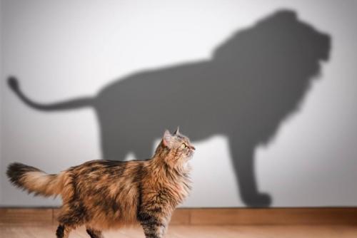 ライオンの影と猫