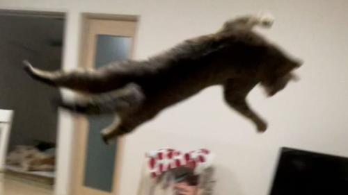 空中にいる猫