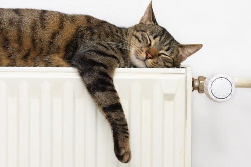 左下の姿勢で眠る猫