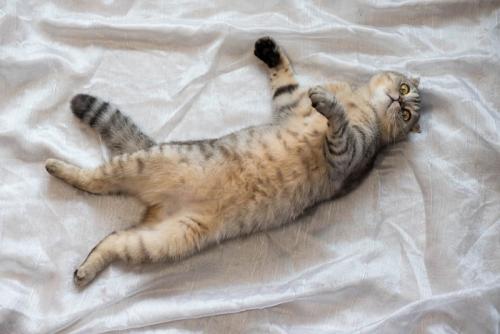 ヘソ天中の猫