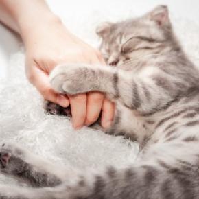 猫が『ずっと離れたくない…』と思うお相手の特徴3選 そもそも猫はくっつくのが好きなの?