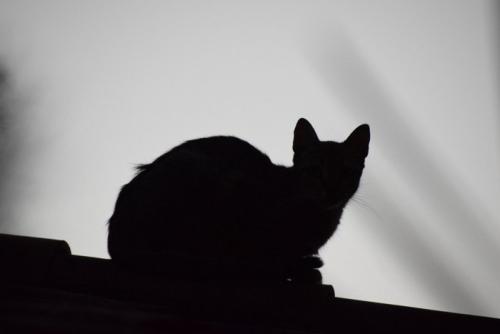 猫のシルエット