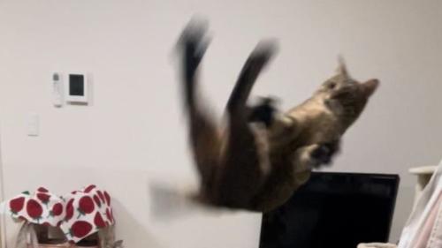空中にいる猫