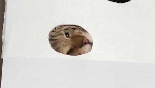穴から顔