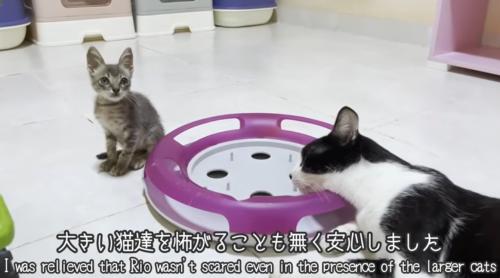 先住猫と一緒におもちゃのそばにいる子猫