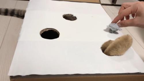 穴から前足