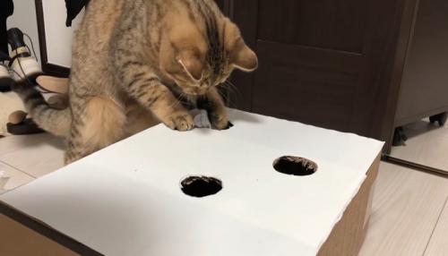 ネズミを捕獲