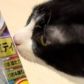 おやつと間違えて『飼い主の指をかんでしまった猫』が、次の瞬間…笑撃のリアクションが30万再生「気まずいやつw」「美味しくなかったかw」