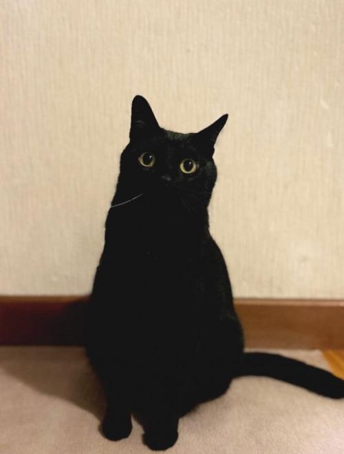 上品に座る猫