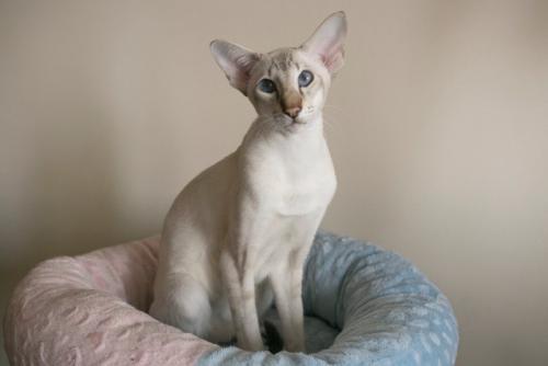 オリエンタルキャット