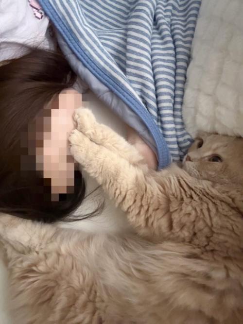 飼い主の顔に手を押し当てる猫