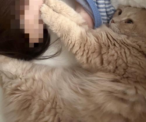 足で飼い主の頭を押さえる猫