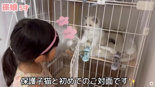 テロップ「保護子猫と～」