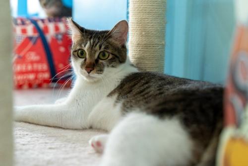日本猫