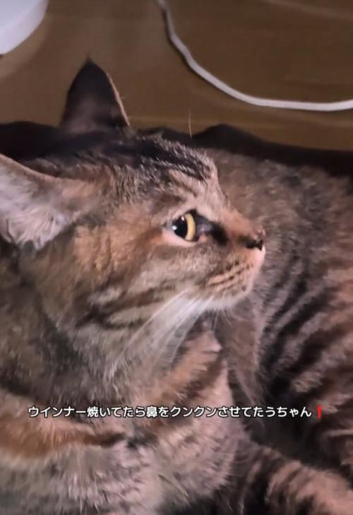 横目で見る梅干しちゃん