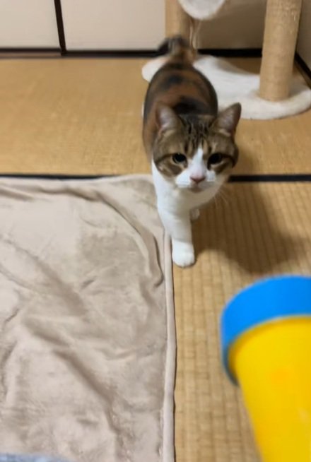おもちゃに近寄ってきて興味津々なマンチカン