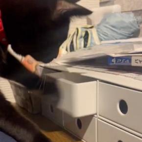 飼い主さんが寝ようとしたら、そばで黒猫が…つい笑ってしまう『予想外の行動』に4万5000いいね「吹きだしてしまった」「賢いうえに器用w」