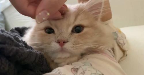 添い寝する猫