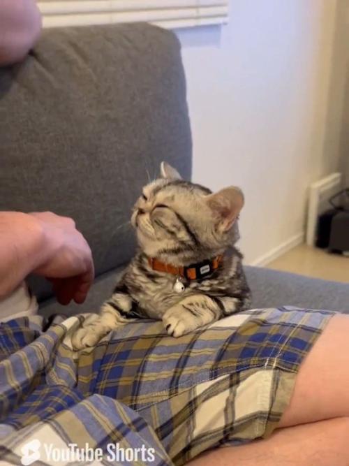 目を細める猫