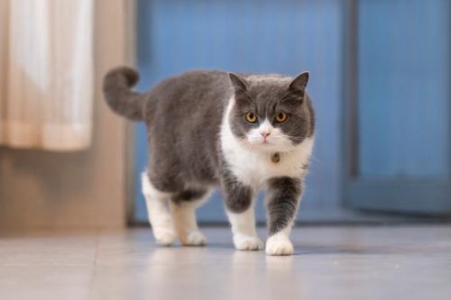歩いている猫