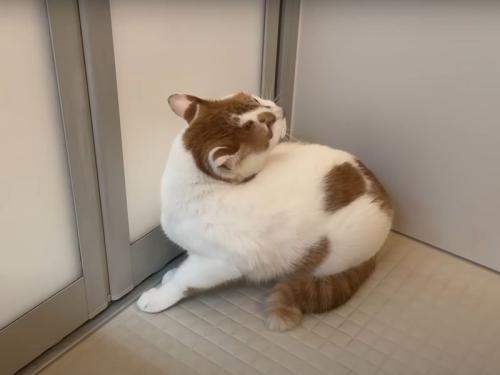 お風呂場の猫