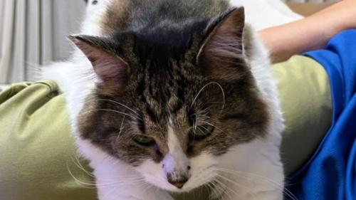 膝に乗っている猫