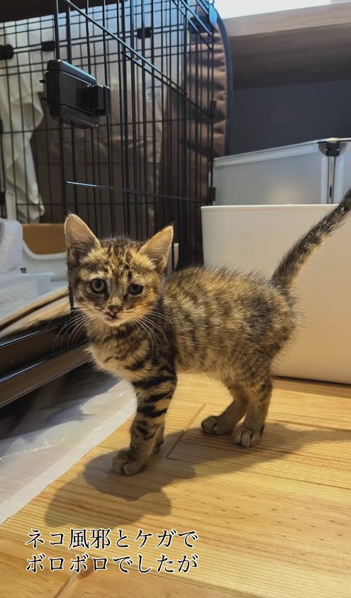 ケージのそばでカメラを見つめて立っている子猫
