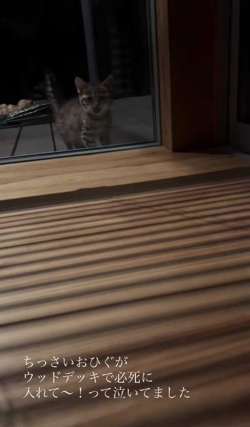 家の中を外から眺める子猫(窓右端)