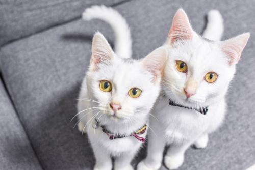 ソファーに座っている2匹の猫