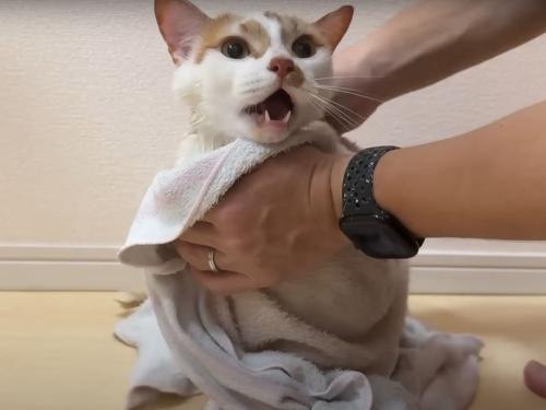 タオルで拭かれる猫
