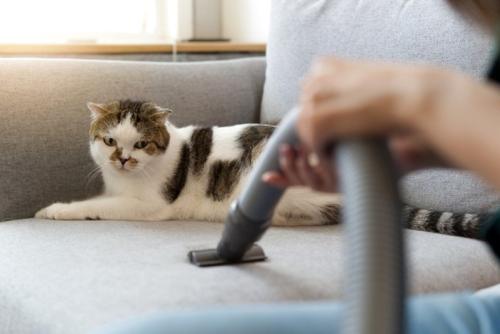 掃除機が嫌いな猫