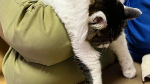 膝に乗っている猫