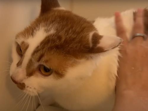 洗われる猫