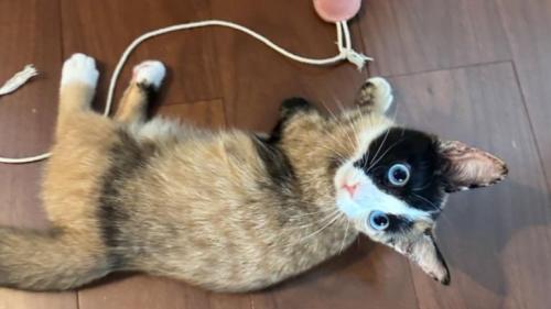 遊んでいる猫