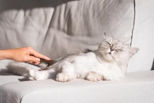 ブラッシングされる猫